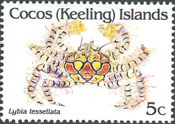 Lybia tessellata