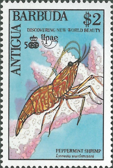Lysmata wurdemanni Lysmata wurdemanni