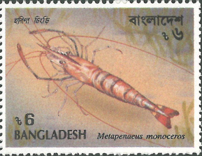 Metapenaeus monoceros Metapenaeus monoceros