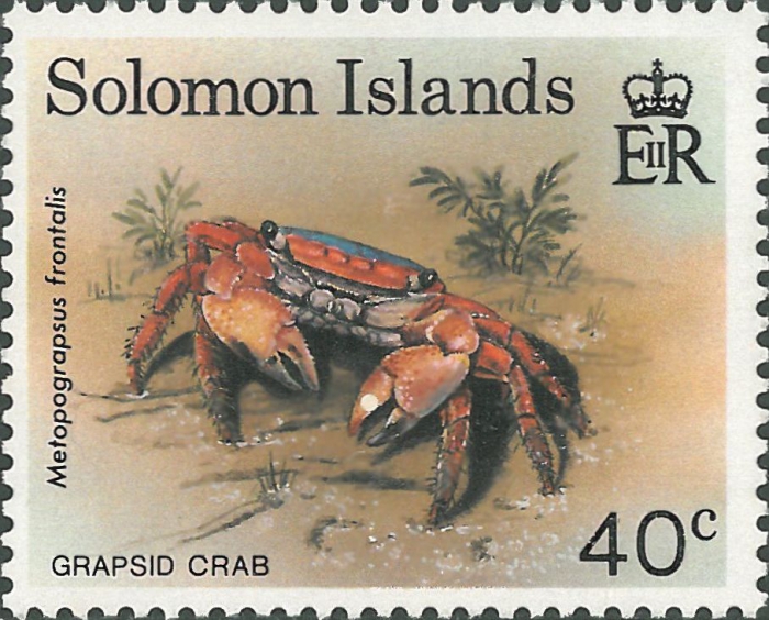 Metopograpsus frontalis Metopograpsus frontalis
