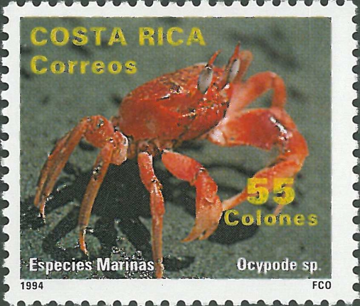 Ocypode sp. Ocypode sp.