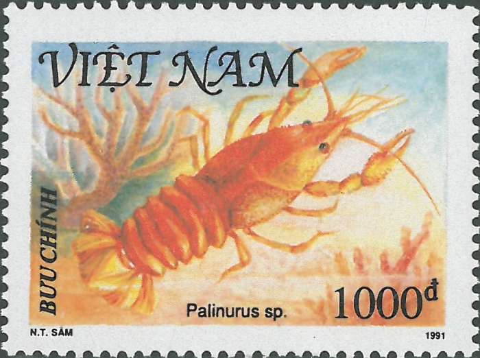 Palinurus sp. Palinurus sp.