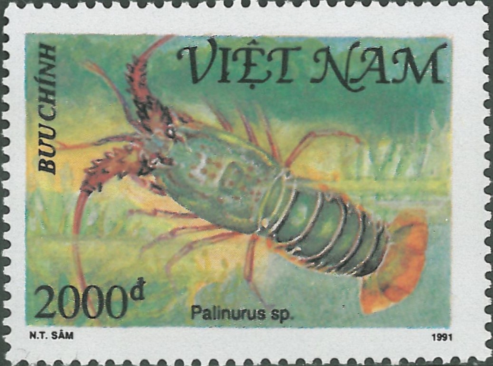 Palinurus sp. Palinurus sp.