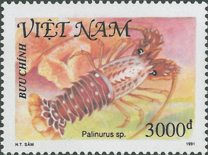 Palinurus sp. Palinurus sp.
