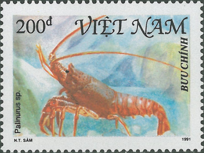Palinurus sp. Palinurus sp.