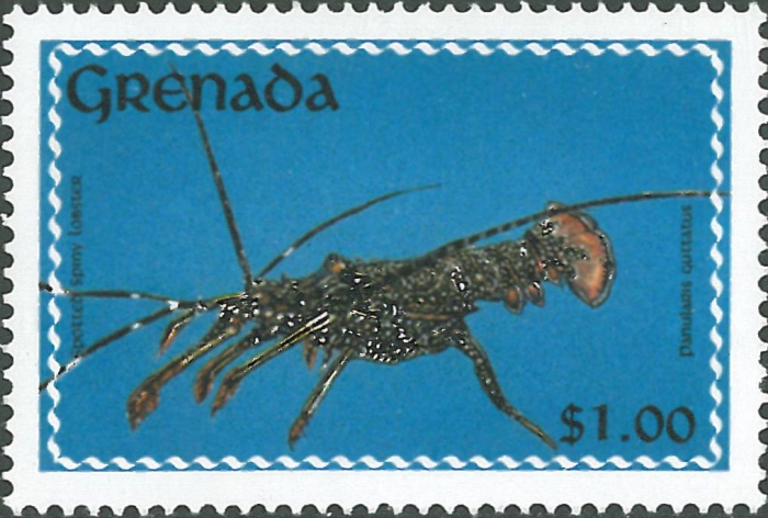 Panulirus guttatus Panulirus guttatus