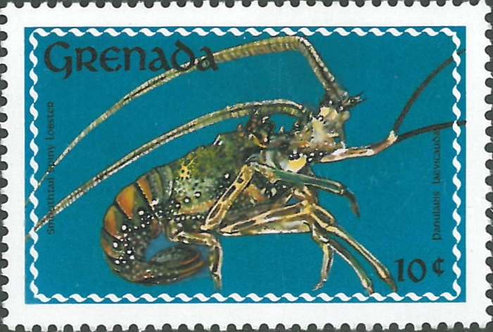 Panulirus laevicauda Panulirus laevicauda