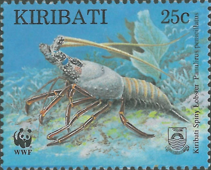 Panulirus penicillatus Panulirus penicillatus