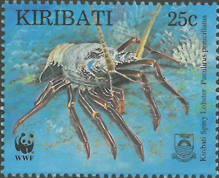Panulirus penicillatus Panulirus penicillatus