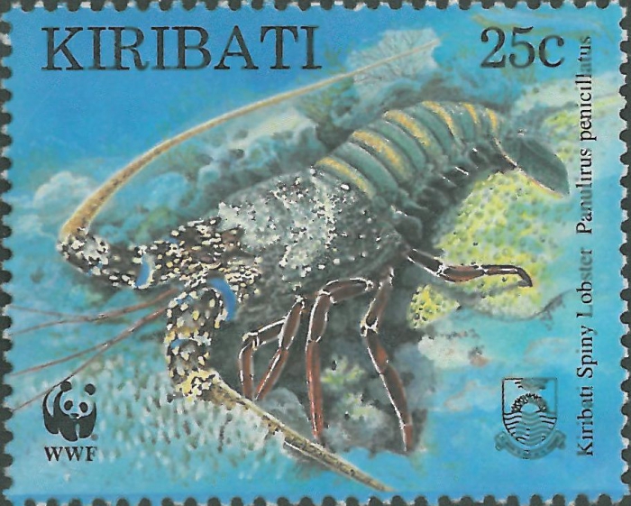Panulirus penicillatus Panulirus penicillatus