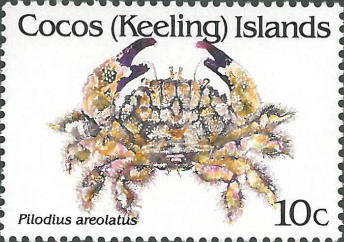 Pilodius areolatus Pilodius areolatus