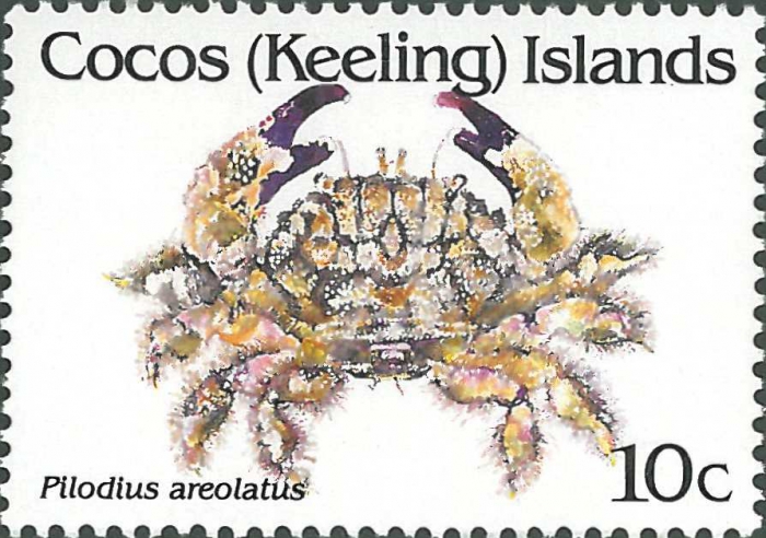 Pilodius areolatus