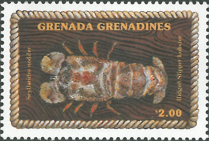 Scyllarides nodifer Scyllarides nodifer