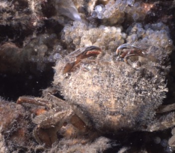 Liocarcinus arcuatus (Leach, 1814)