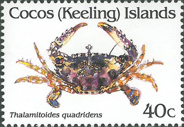 Thalamitoides quadridens Thalamitoides quadridens