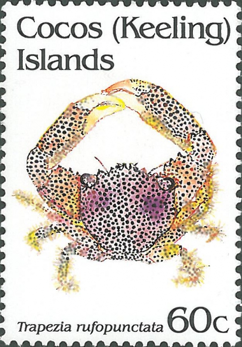 Trapezia rufopunctata Trapezia rufopunctata