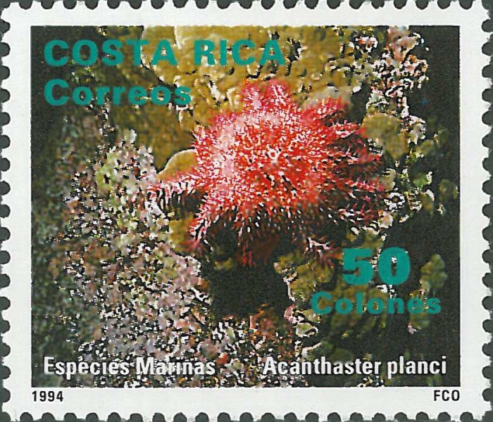 Acanthaster planci Acanthaster planci