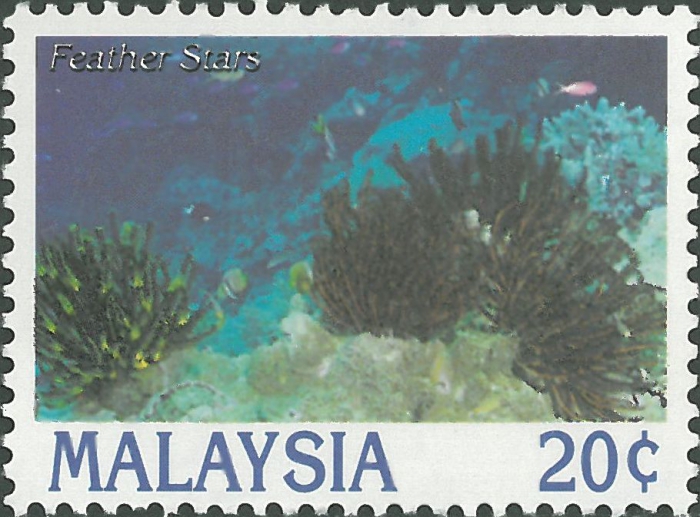 Comasteridae spp. Comasteridae spp.