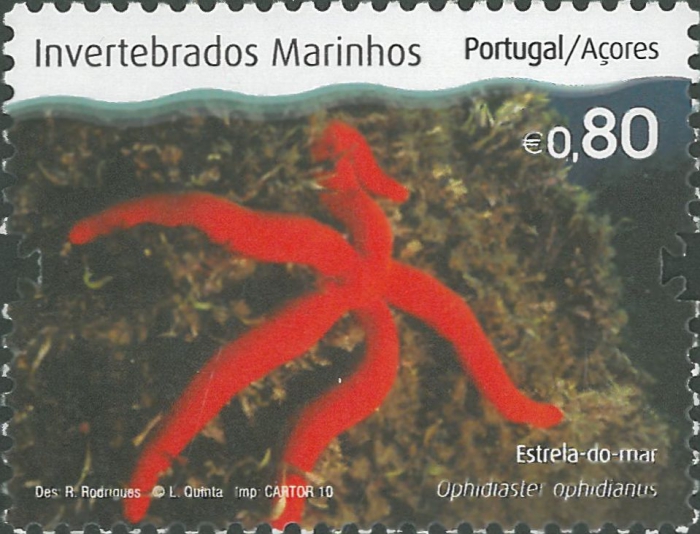 Ophidiaster ophidianus Ophidiaster ophidianus