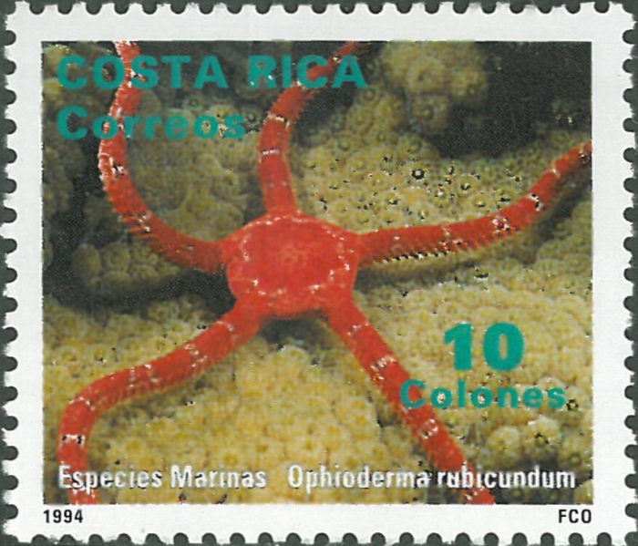 Ophioderma rubicunda Ophioderma rubicunda