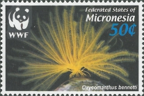 Oxycomanthus bennetti