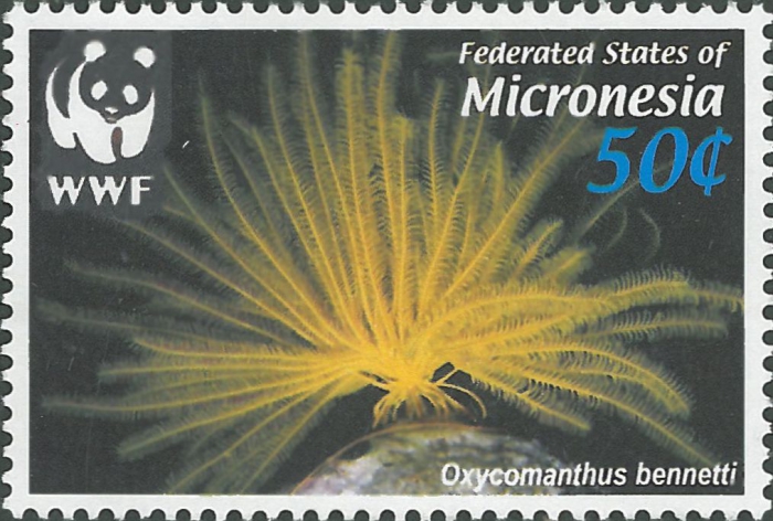 Oxycomanthus bennetti Oxycomanthus bennetti