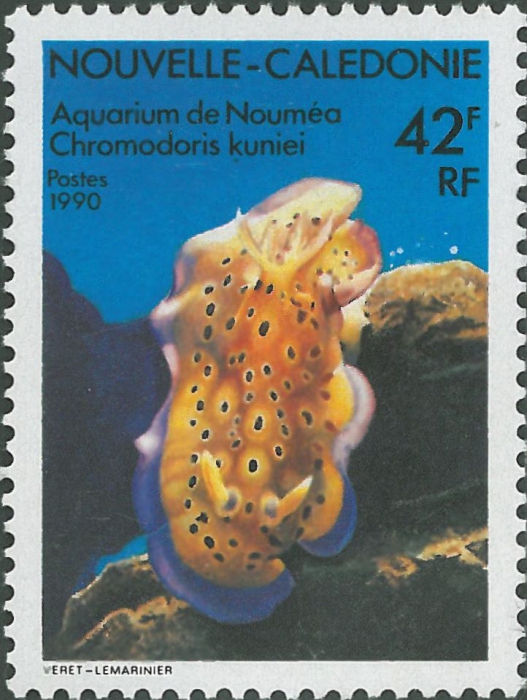 Chromodoris kuniei Chromodoris kuniei