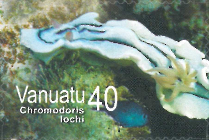 Chromodoris lochi Chromodoris lochi