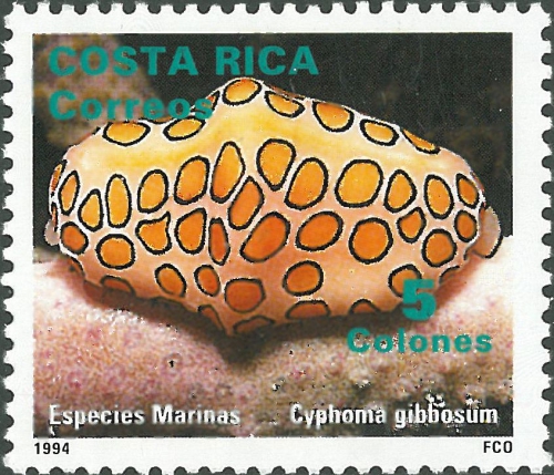 Cyphoma gibbosum