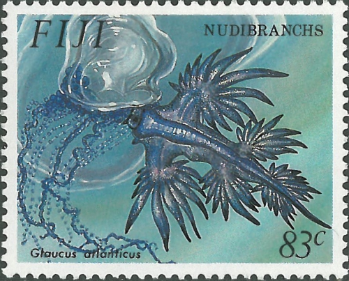 Glaucus atlanticus