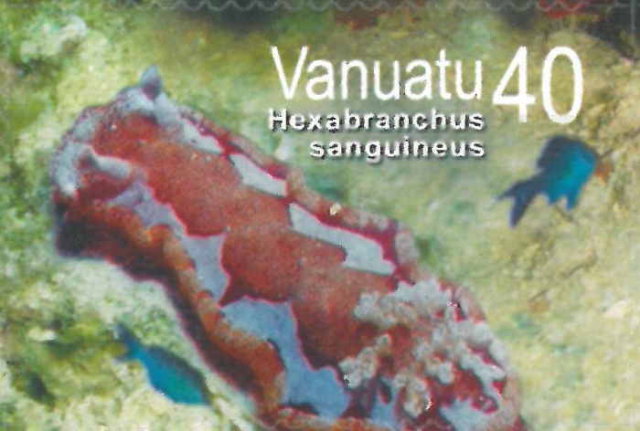 Hexabranchus sanguineus Hexabranchus sanguineus