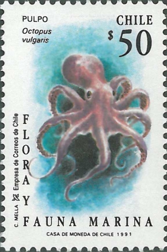 Octopus vulgaris