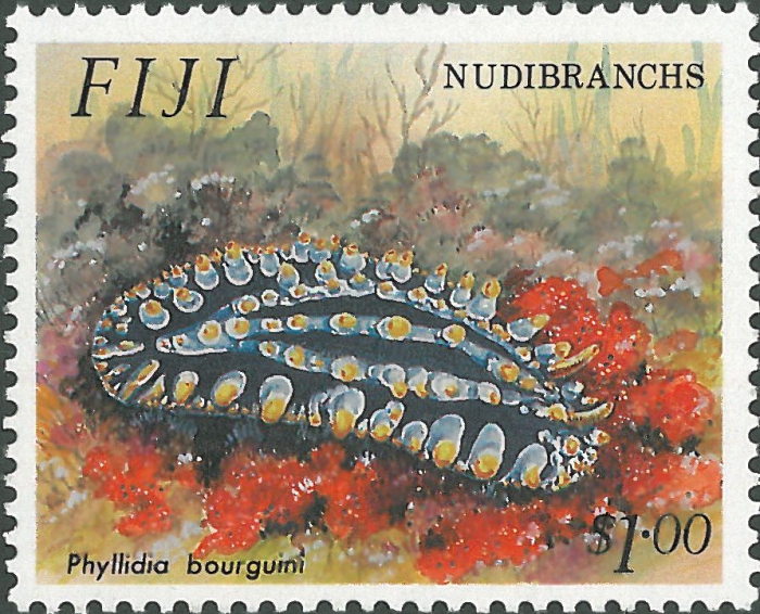 Phyllidia bourgini Phyllidia bourgini