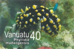 Phyllidia madangensis