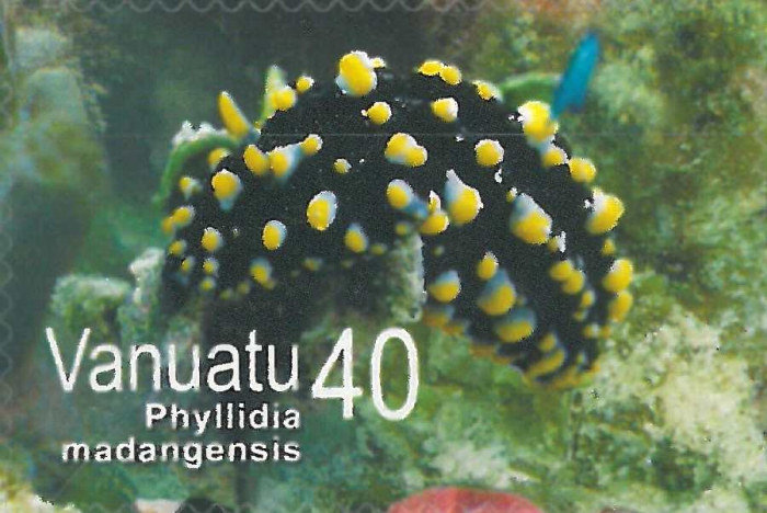Phyllidia madangensis Phyllidia madangensis