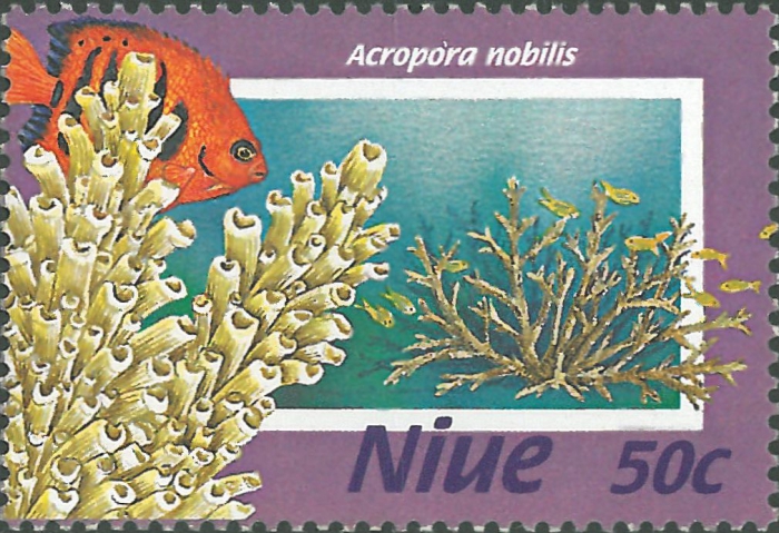 Acropora nobilis