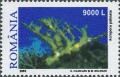 Anthozoa