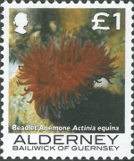 Actinia equina