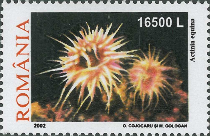 Actinia equina Actinia equina