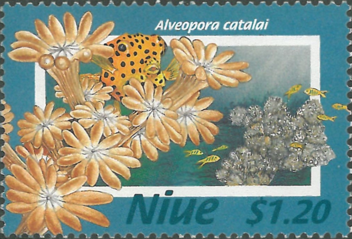 Alveopora catalai