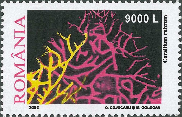 Corallium rubrum Corallium rubrum