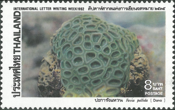 Favia pallida Favia pallida