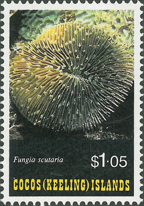 Fungia scutaria Fungia scutaria