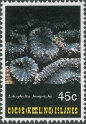 Lobophyllia hemprichii