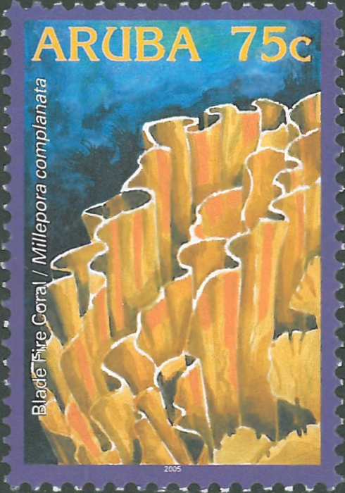 Millepora complanata Millepora complanata