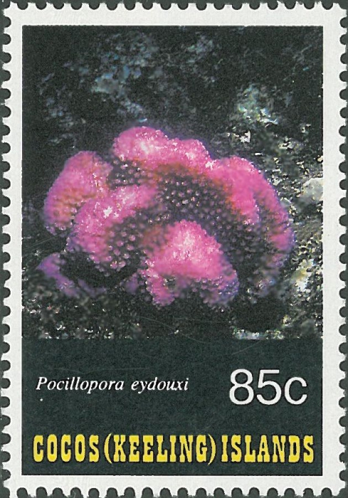 Pocillopora eydouxi