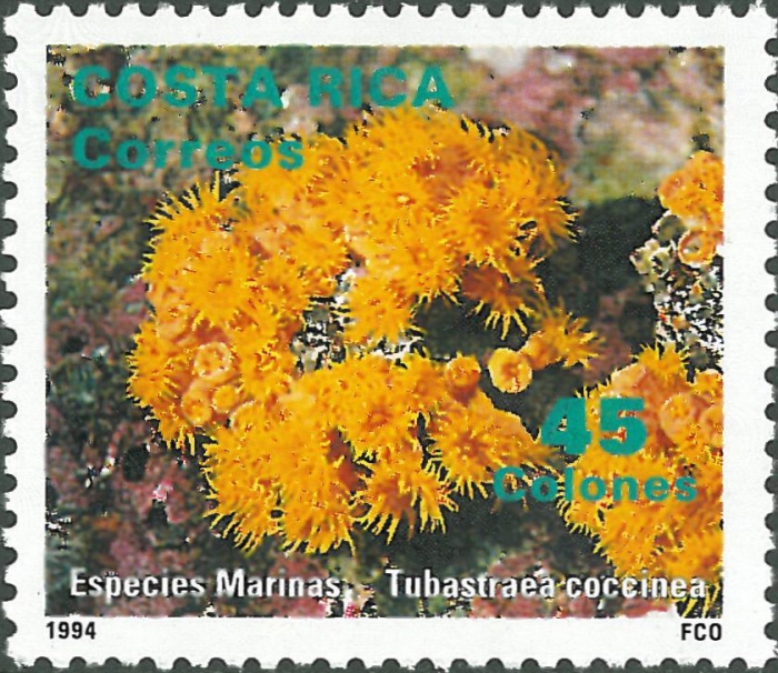 Tubastraea coccinea Tubastraea coccinea