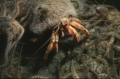 Crustacea (crustaceans)