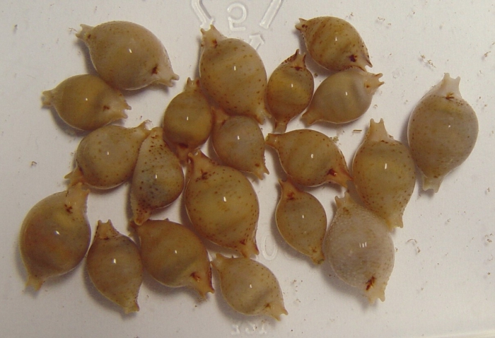 Live specimens of Pustularia cicercula takahashii from Hawaii