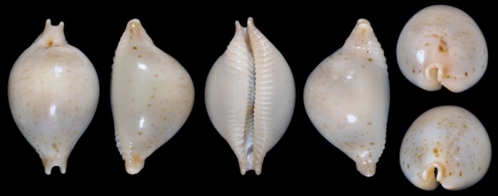 Holotype of Pustularia cicercula takahashii